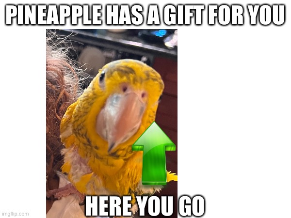 She hopes you have a good day | PINEAPPLE HAS A GIFT FOR YOU; HERE YOU GO | image tagged in cute bird,my parrot | made w/ Imgflip meme maker