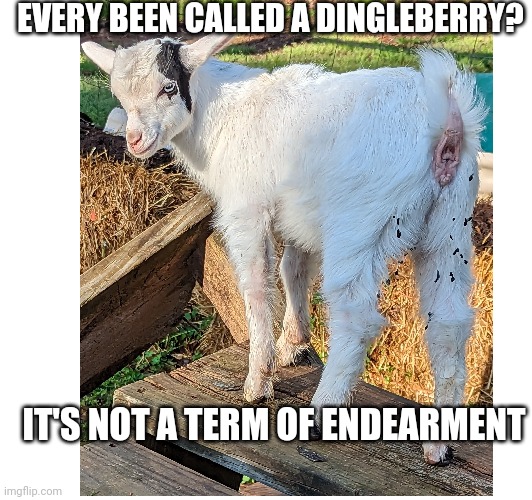 Dingleberry | EVERY BEEN CALLED A DINGLEBERRY? IT'S NOT A TERM OF ENDEARMENT | image tagged in goat memes,dingleberry | made w/ Imgflip meme maker