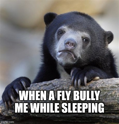 i hate fly's | WHEN A FLY BULLY ME WHILE SLEEPING | image tagged in memes,confession bear | made w/ Imgflip meme maker