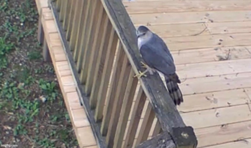 Cooper's Hawk in the Backyard | image tagged in hawk,photos | made w/ Imgflip meme maker