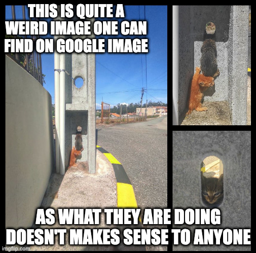 Cats Peeking Through Pillar | THIS IS QUITE A WEIRD IMAGE ONE CAN FIND ON GOOGLE IMAGE; AS WHAT THEY ARE DOING DOESN'T MAKES SENSE TO ANYONE | image tagged in cats,memes | made w/ Imgflip meme maker