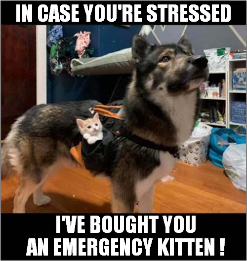 An Emotional Support Dog ! | IN CASE YOU'RE STRESSED; I'VE BOUGHT YOU
AN EMERGENCY KITTEN ! | image tagged in dogs,support,kitten | made w/ Imgflip meme maker