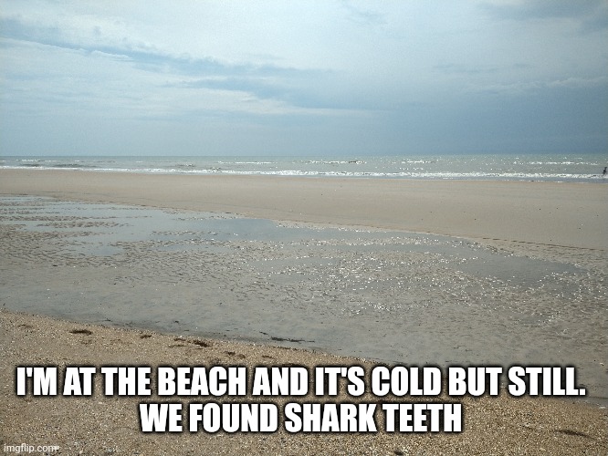 Shark teeth | I'M AT THE BEACH AND IT'S COLD BUT STILL. 
WE FOUND SHARK TEETH | image tagged in sharks,beach | made w/ Imgflip meme maker