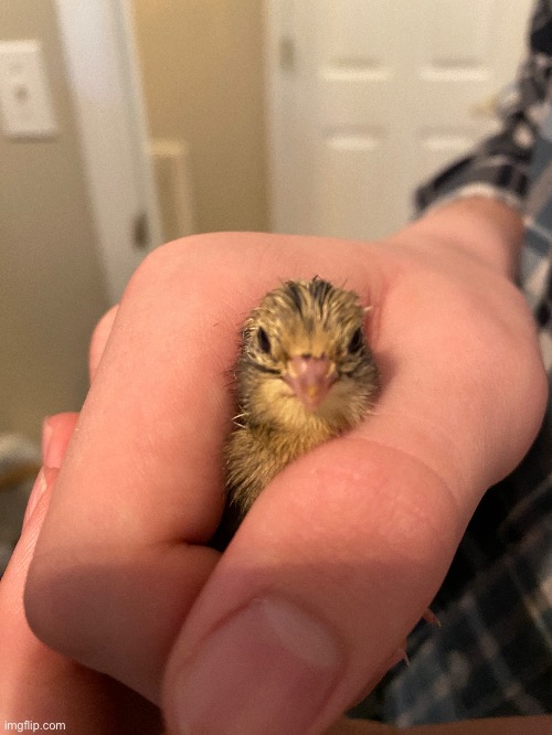 A baby quail that my grandpa hatched from an incubator. You can’t really tell how small it is in this picture | image tagged in tiny,quail,cute | made w/ Imgflip meme maker