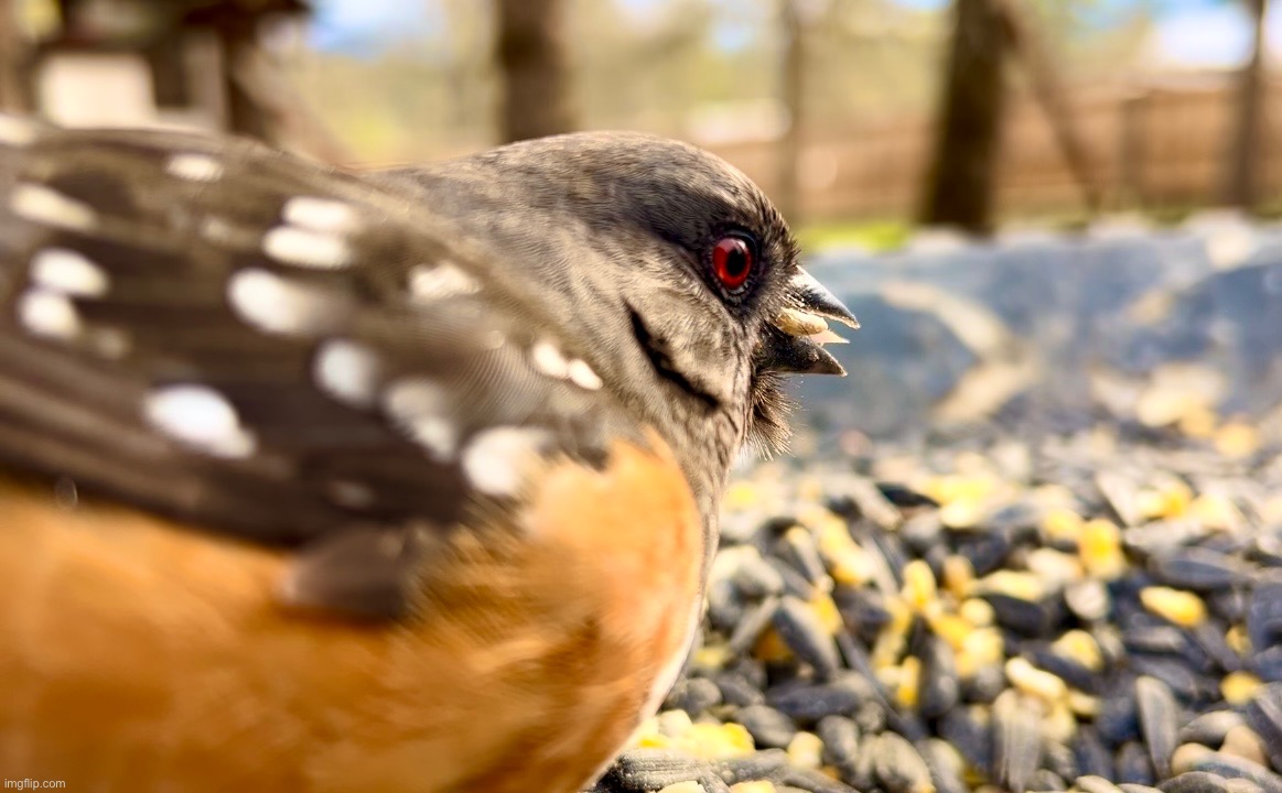 Spotted Towhee | made w/ Imgflip meme maker