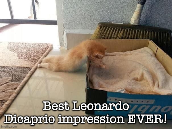 Kitty Dicaprio | Best Leonardo Dicaprio impression EVER! | image tagged in cats | made w/ Imgflip meme maker