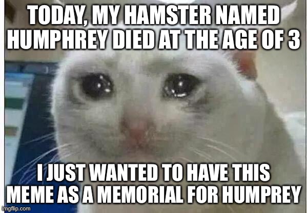 I’m crying right now. O7 to Humphrey | TODAY, MY HAMSTER NAMED HUMPHREY DIED AT THE AGE OF 3; I JUST WANTED TO HAVE THIS MEME AS A MEMORIAL FOR HUMPHREY | image tagged in crying cat | made w/ Imgflip meme maker