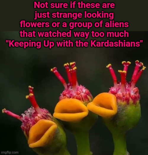 Flower Child Groupees | Not sure if these are just strange looking flowers or a group of aliens that watched way too much "Keeping Up with the Kardashians" | image tagged in flowers,aliens,kardashians,lips | made w/ Imgflip meme maker