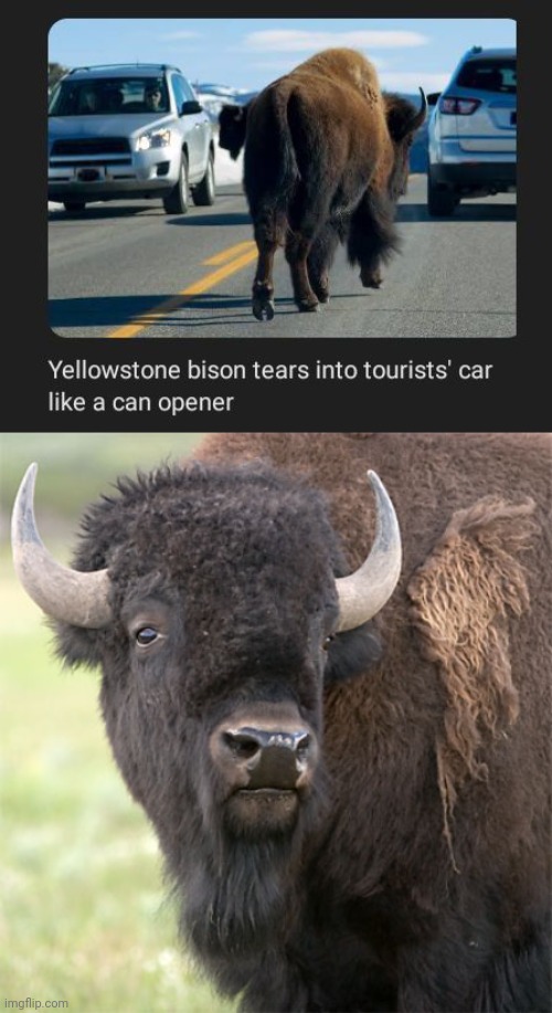 Like a can opener | image tagged in bison,yellowstone,memes,tourists,tourist,car | made w/ Imgflip meme maker