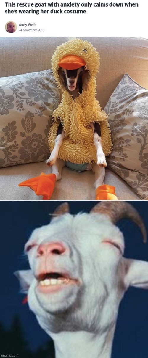 A duck costume | image tagged in goat,reposts,repost,duck,costume,memes | made w/ Imgflip meme maker