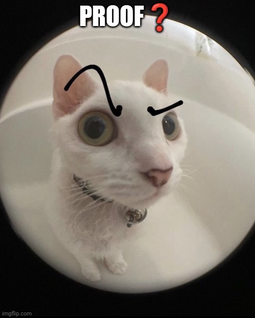 no bitches? cat | PROOF❓ | image tagged in no bitches cat | made w/ Imgflip meme maker