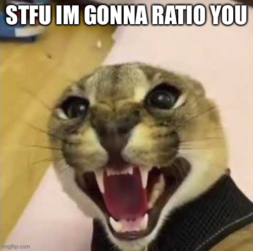 Angry Floppa | STFU IM GONNA RATIO YOU | image tagged in angry floppa | made w/ Imgflip meme maker