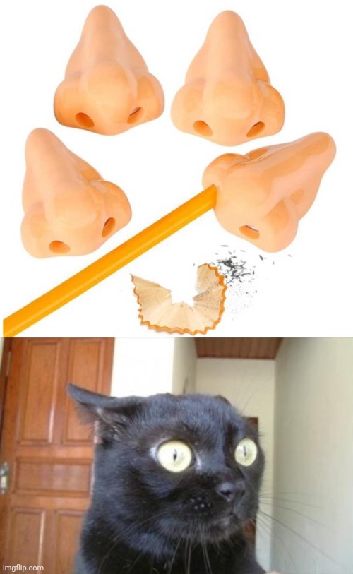 Cursed nose pencil sharpener | image tagged in cannot be unseen cat,cursed image,cursed,pencil sharpener,memes,pencil | made w/ Imgflip meme maker