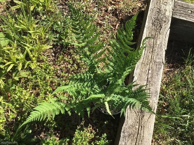 A fern | image tagged in photography,plant | made w/ Imgflip meme maker