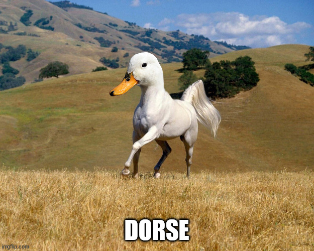 dorse | DORSE | image tagged in dorse,ducks,geese | made w/ Imgflip meme maker