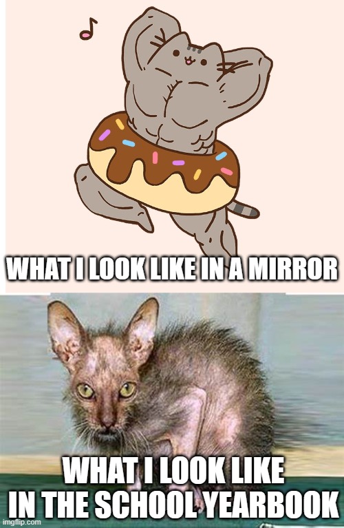 We are already 1/4 of the way through 2023 and school is about to end | WHAT I LOOK LIKE IN A MIRROR; WHAT I LOOK LIKE IN THE SCHOOL YEARBOOK | image tagged in memes,funny memes,cats,pusheen,yearbook,ugly | made w/ Imgflip meme maker