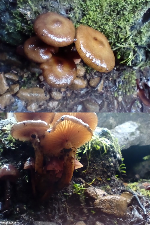 Fungi(not sure what) | image tagged in shareyourphotos | made w/ Imgflip meme maker