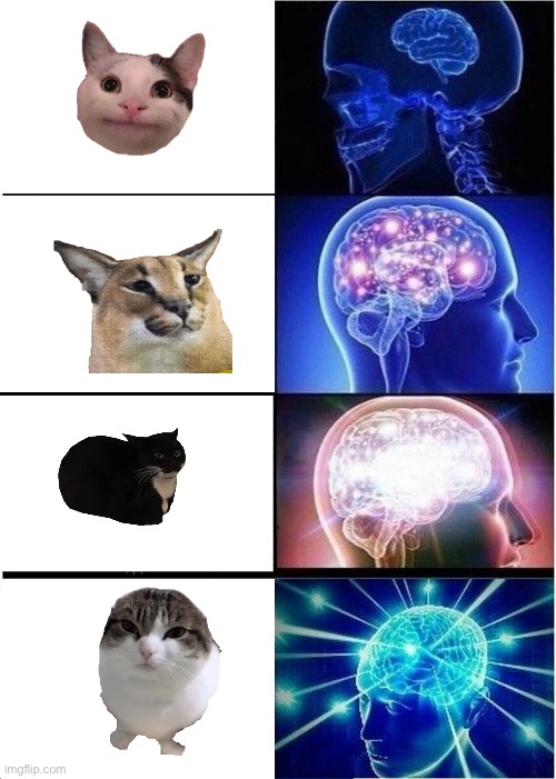 Cat evolve history | image tagged in memes,expanding brain,cat,floppa,cats,brain | made w/ Imgflip meme maker