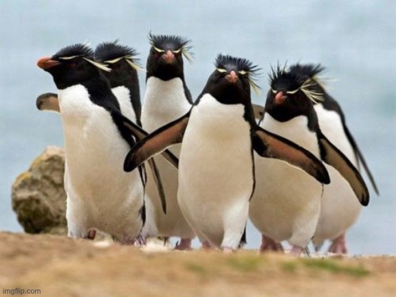pengins | image tagged in pengins | made w/ Imgflip meme maker
