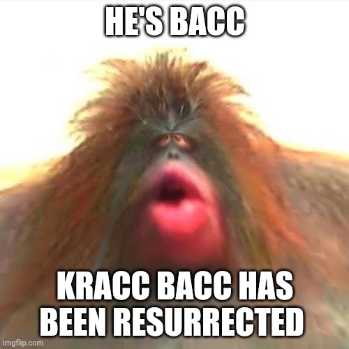 Kracc Bacc monkey | HE'S BACC KRACC BACC HAS BEEN RESURRECTED | image tagged in kracc bacc monkey | made w/ Imgflip meme maker