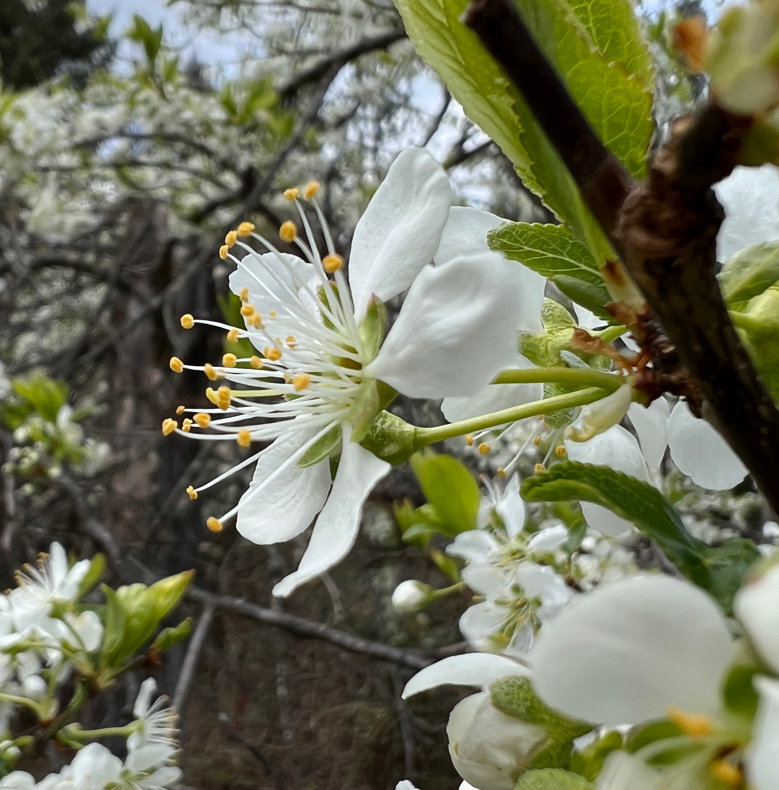 Plum blossom | made w/ Imgflip meme maker