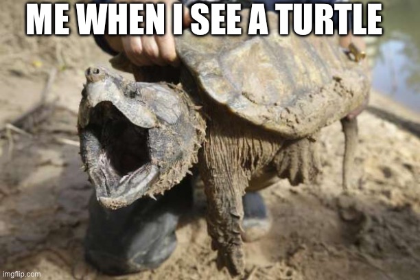 Turtles | ME WHEN I SEE A TURTLE | image tagged in snapping turtle | made w/ Imgflip meme maker