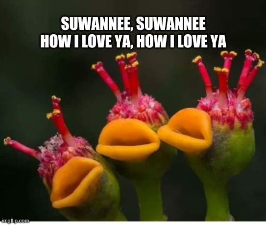 suwannee | SUWANNEE, SUWANNEE
HOW I LOVE YA, HOW I LOVE YA | image tagged in singing | made w/ Imgflip meme maker
