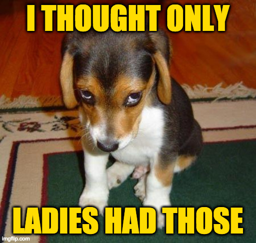Sad puppy | I THOUGHT ONLY LADIES HAD THOSE | image tagged in sad puppy | made w/ Imgflip meme maker