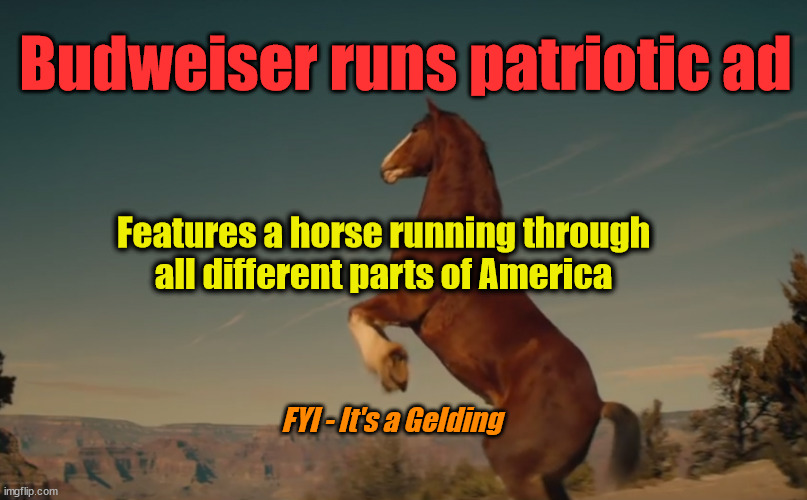 Budweiser runs patriotic ad; Features a horse running through 
all different parts of America; FYI - It's a Gelding | image tagged in budweiser,liberal logic,woke | made w/ Imgflip meme maker