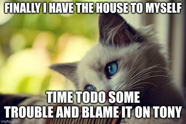First World Problems Cat | FINALLY I HAVE THE HOUSE TO MYSELF; TIME TODO SOME TROUBLE AND BLAME IT ON TONY | image tagged in memes,first world problems cat | made w/ Imgflip meme maker