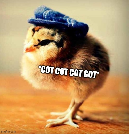 *COT COT COT COT* | made w/ Imgflip meme maker