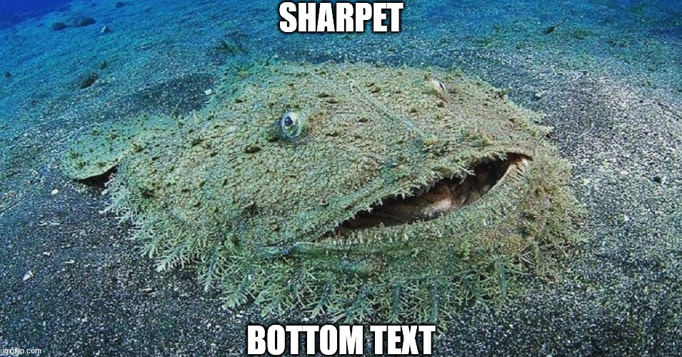 SHARPET; BOTTOM TEXT | image tagged in sharks | made w/ Imgflip meme maker