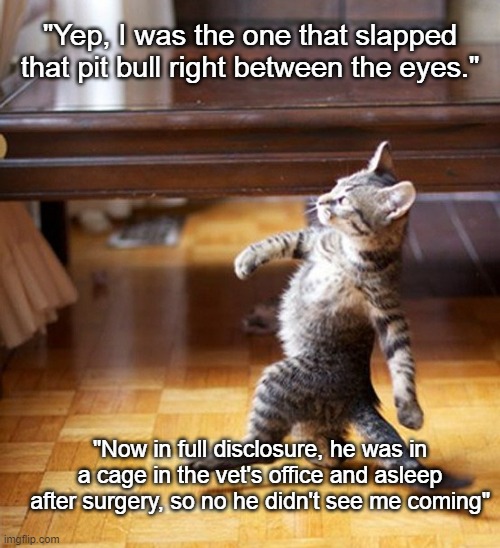 Who's The Boss? | "Yep, I was the one that slapped that pit bull right between the eyes."; "Now in full disclosure, he was in a cage in the vet's office and asleep after surgery, so no he didn't see me coming" | image tagged in cat walking like a boss,cats,boss,dogs,pit bull,cat memes | made w/ Imgflip meme maker