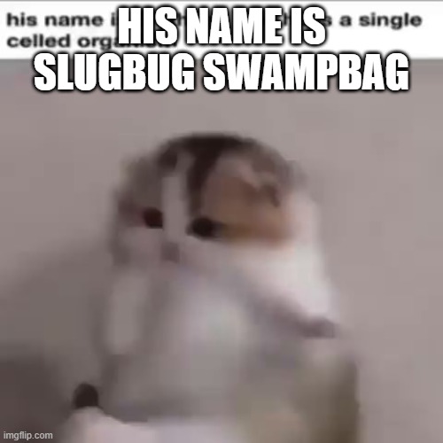 ijrgfuio8hgeriue | HIS NAME IS SLUGBUG SWAMPBAG | image tagged in memes,cats,funny cat memes,funny memes,dank memes,funny | made w/ Imgflip meme maker