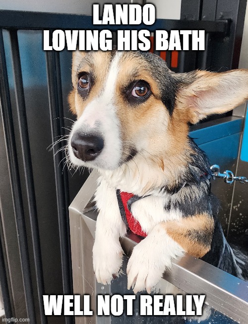 Lando The Corgi Loving his bath | LANDO LOVING HIS BATH; WELL NOT REALLY | image tagged in landothecardigancorgi,corgi,funny dogs | made w/ Imgflip meme maker