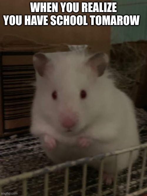 I want to sleep instead | WHEN YOU REALIZE YOU HAVE SCHOOL TOMORROW | image tagged in hamster,sad but true,why did i make this,oh come on | made w/ Imgflip meme maker
