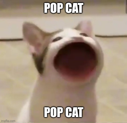 POP CAT | POP CAT; POP CAT | image tagged in pop cat,cat | made w/ Imgflip meme maker