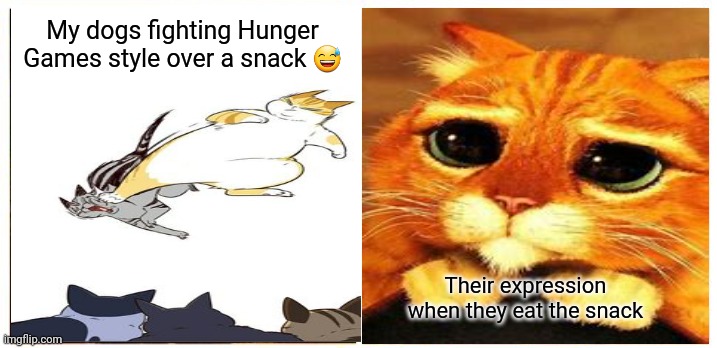 Dogs fighting over snacks | My dogs fighting Hunger Games style over a snack 😅; Their expression when they eat the snack | image tagged in memes,this is fine | made w/ Imgflip meme maker