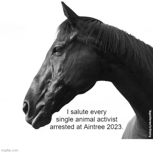 Horse Racing Cruelty | image tagged in vegan,veganism,horses,jumpracing,horseracing,grandnational | made w/ Imgflip meme maker