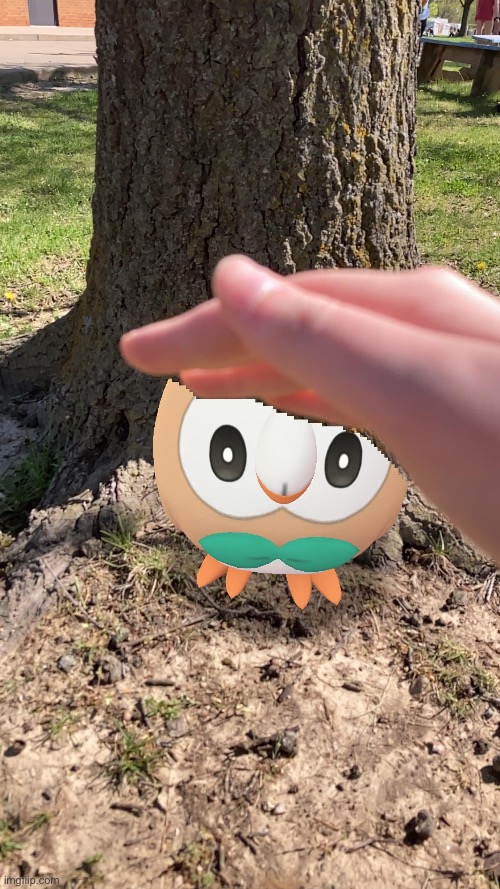 Pet the rowlet | image tagged in pet the rowlet,please read these,imgflip is my life | made w/ Imgflip meme maker