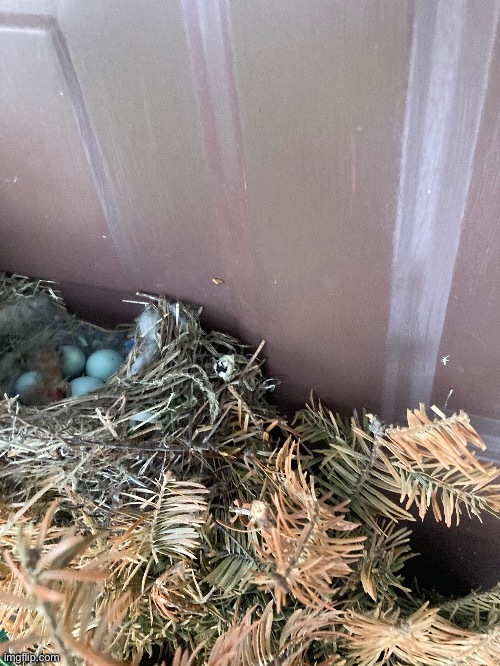 A robin’s nest in my family’s wreath | image tagged in image,imgflip | made w/ Imgflip meme maker