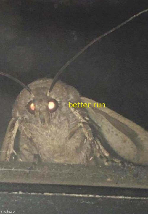 Moth | better run | image tagged in moth | made w/ Imgflip meme maker