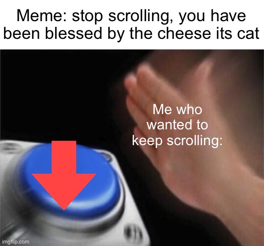 Meme #653 | Meme: stop scrolling, you have been blessed by the cheese its cat; Me who wanted to keep scrolling: | image tagged in memes,blank nut button,downvote,cats,upvote begging,i dont care | made w/ Imgflip meme maker