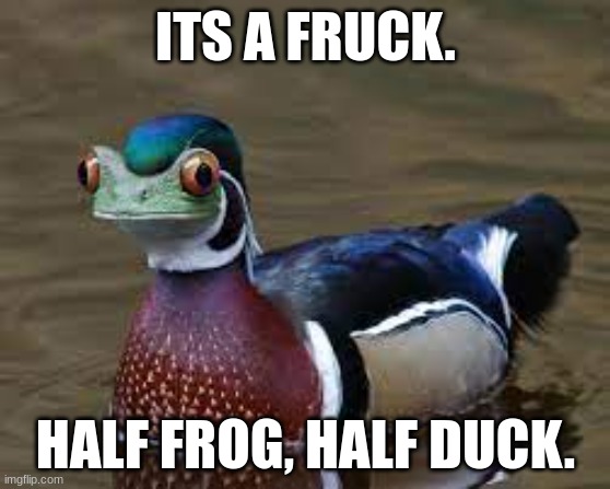 its a fruck | ITS A FRUCK. HALF FROG, HALF DUCK. | image tagged in fruck | made w/ Imgflip meme maker