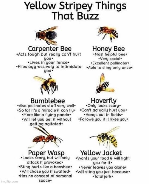 Comment your favorite | image tagged in bees,true story | made w/ Imgflip meme maker