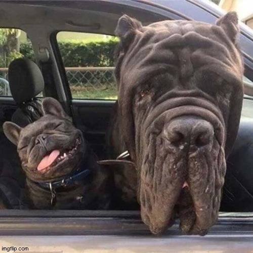 Dogs Little And Large ! 
 I Love Them All ! | image tagged in dogs,little,large | made w/ Imgflip meme maker