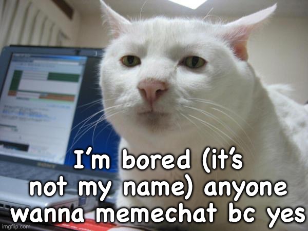 Bored cat | I’m bored (it’s not my name) anyone wanna memechat bc yes | image tagged in bored cat | made w/ Imgflip meme maker