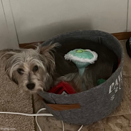 This little retar dis laying in her toy basket | made w/ Imgflip meme maker