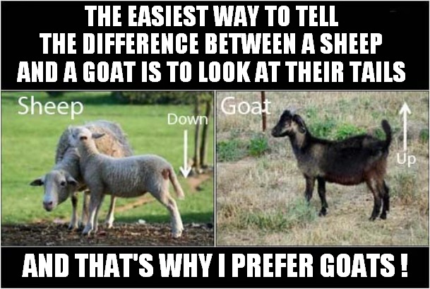 I Need Help ! | THE EASIEST WAY TO TELL THE DIFFERENCE BETWEEN A SHEEP AND A GOAT IS TO LOOK AT THEIR TAILS; AND THAT'S WHY I PREFER GOATS ! | image tagged in sheep,goats,sex,dark humour | made w/ Imgflip meme maker