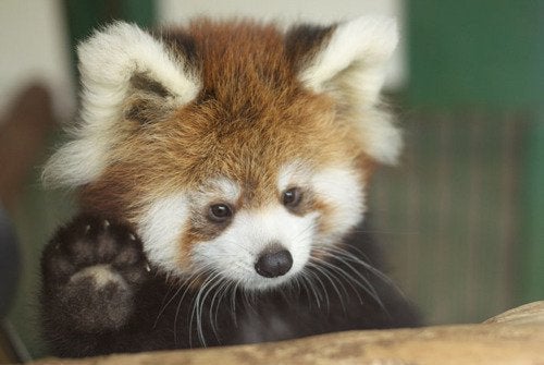 red panda saying hi Blank Meme Template